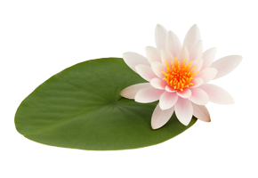 Welzijnspraktijk Biofeetback Oudenaarde