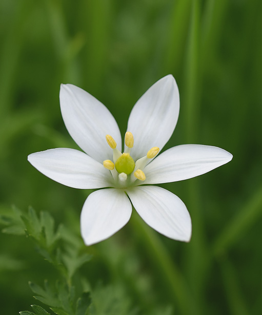 Causale voetreflexologie Magnetiseren /pijnbehandeling Allergiebehandeling Starremedies Bachremedies volgens de methode van Dietmar Krämer Gemmotherapie Pentapower