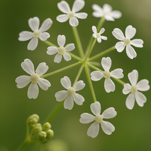 marie-claire defrenne bloesems