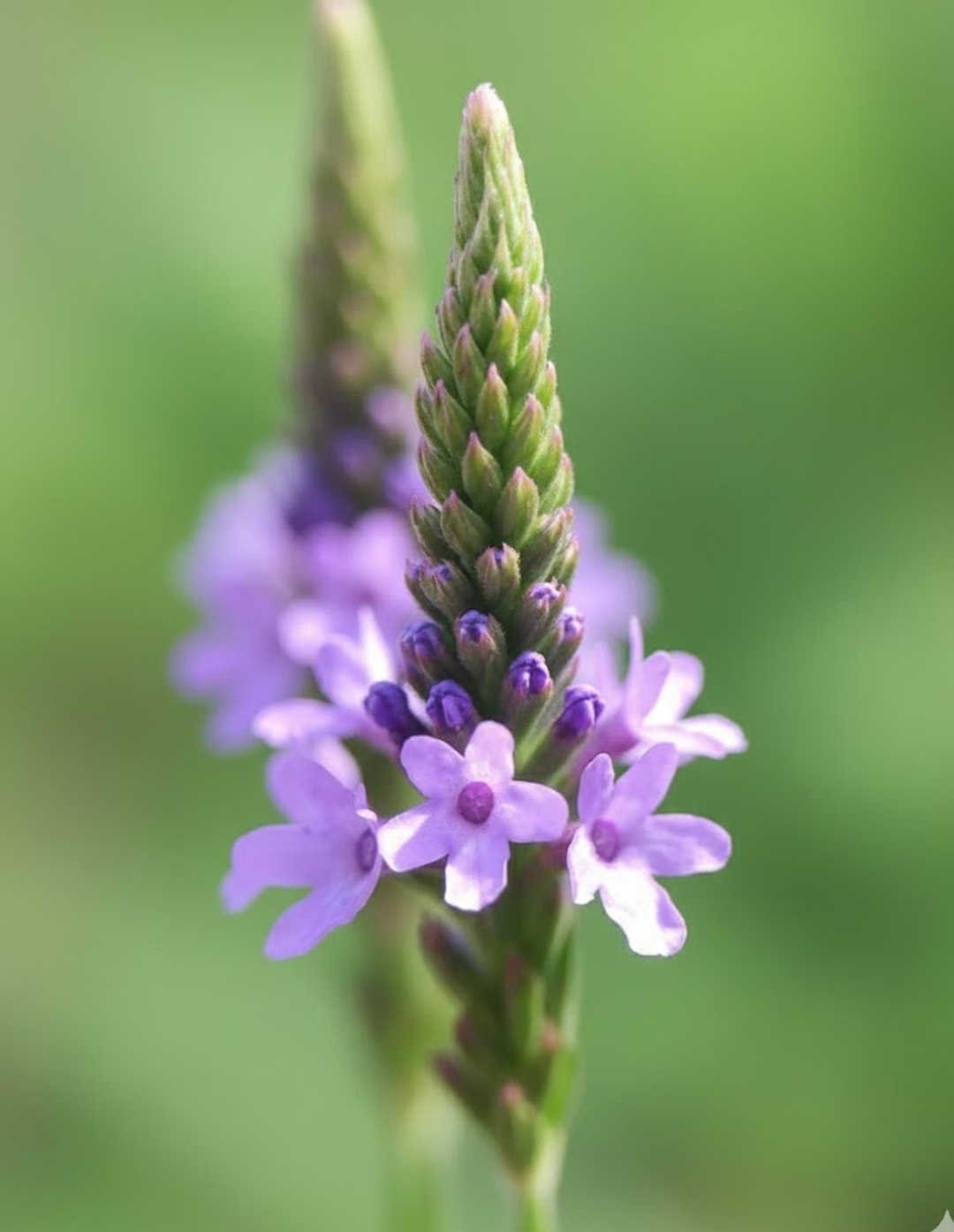 bachbloesems oudenaarde ronse